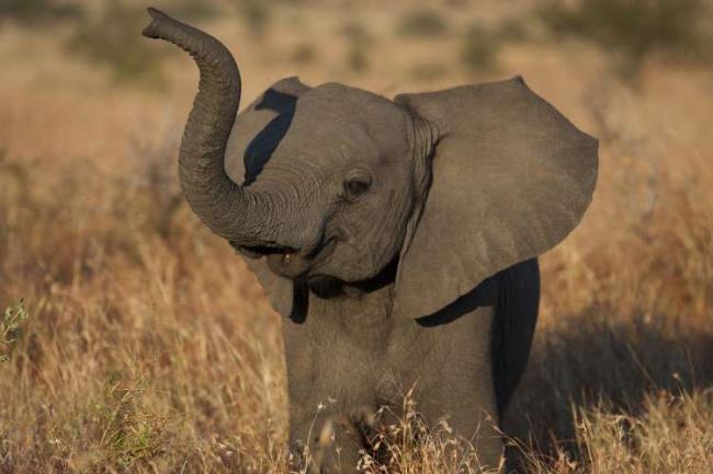 Resumo do elefante mais bonito