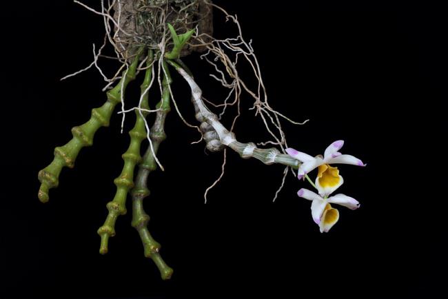 Zusammenfassung der schönsten Waldorchideenbilder