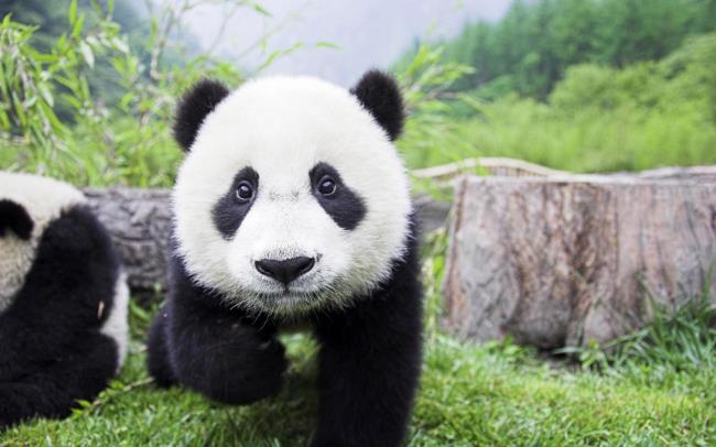 Koleksi gambar Panda yang indah
