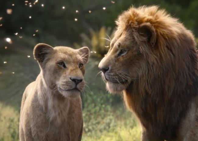 Résumé de la plus belle image de Lion