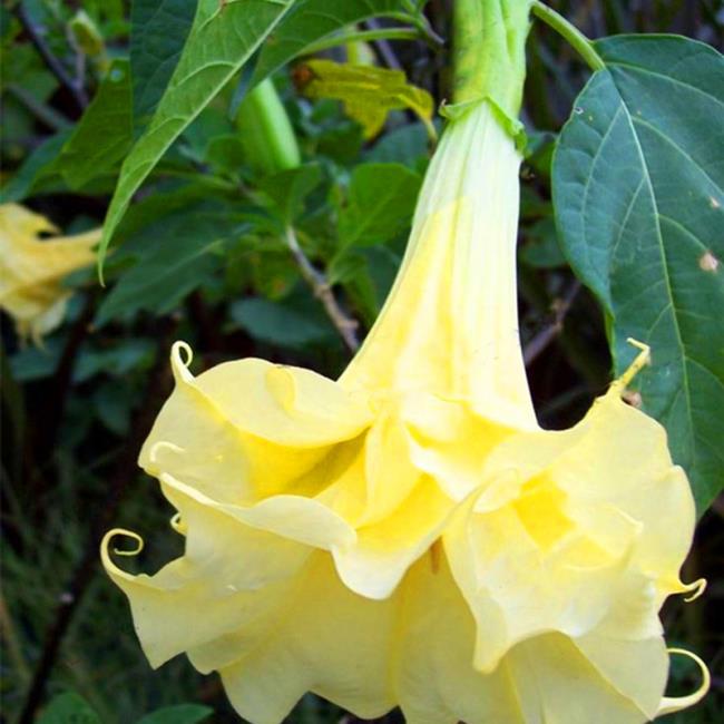 Ringkasan bunga lili kuning yang paling indah