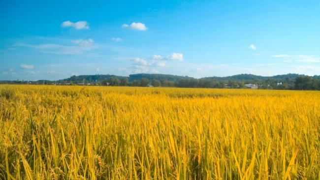 Zusammenfassung der Bilder von schönen reifen Reisfeldern