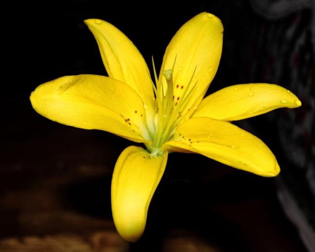 Ringkasan bunga lili kuning yang paling indah