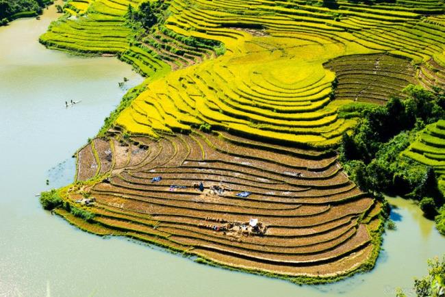 सुंदर पके चावल के खेतों की छवियों का सारांश