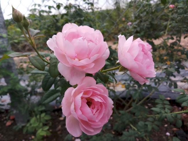 Verzameling afbeeldingen van de mooiste rozen