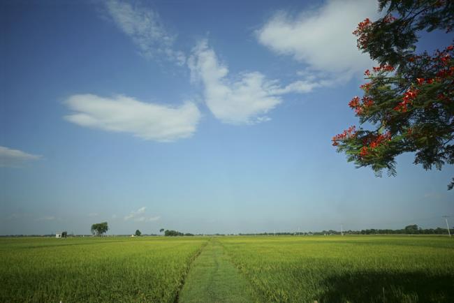 ملخص صور حقول الأرز الناضجة الجميلة