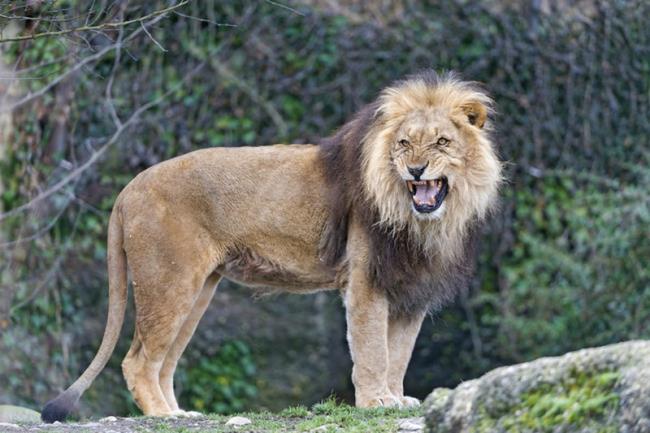 सबसे खूबसूरत शेर की छवि का सारांश