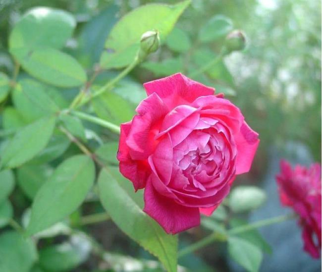 Coleção de imagens das mais belas rosas