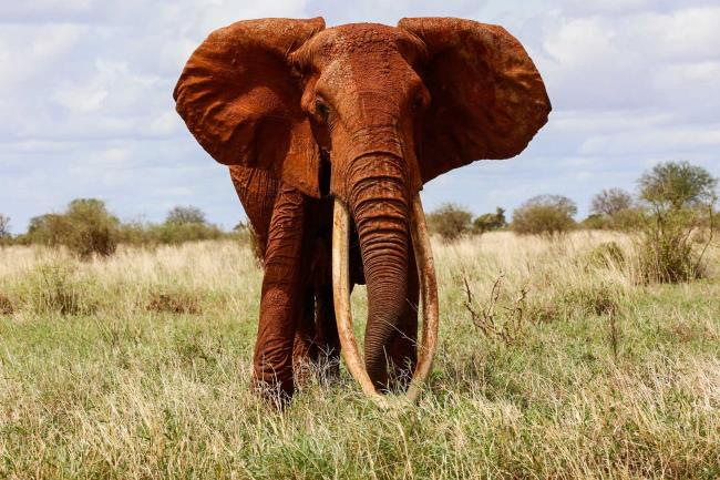 Resumo do elefante mais bonito