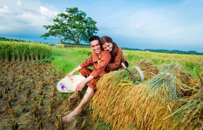 Zusammenfassung der Bilder von schönen reifen Reisfeldern