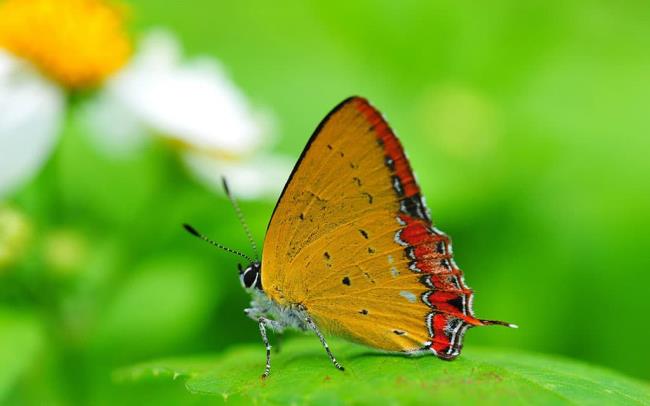Origen y características de las mariposas.