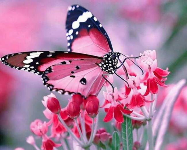 Top Bilder von Schmetterlingen als schöne Tapeten