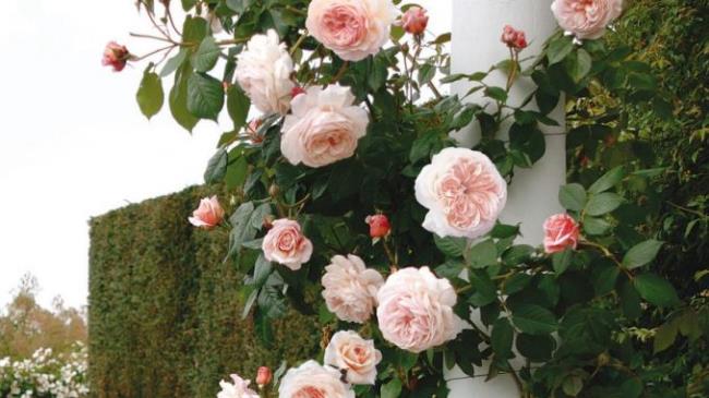 Коллекция изображений самых красивых роз