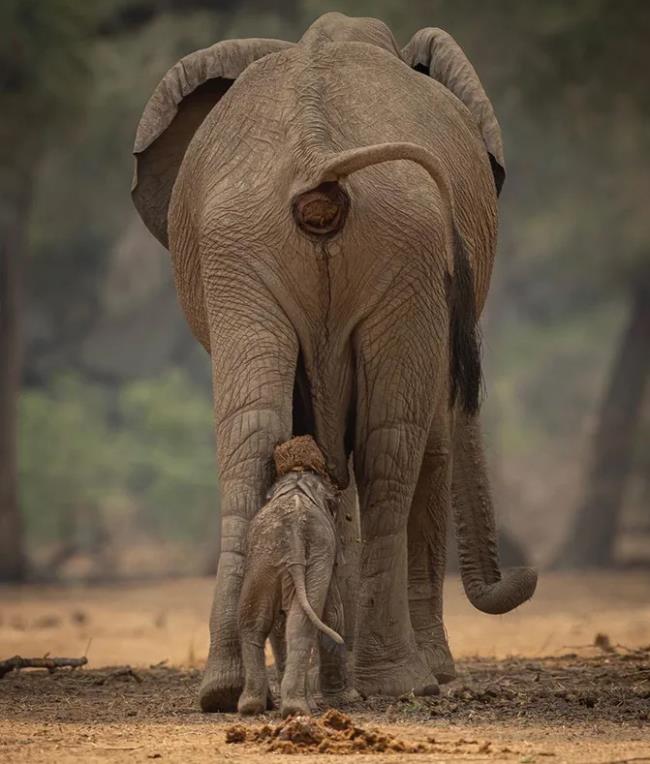 Samenvatting van de mooiste olifant