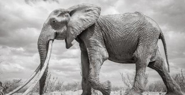 Ringkasan gajah yang paling indah
