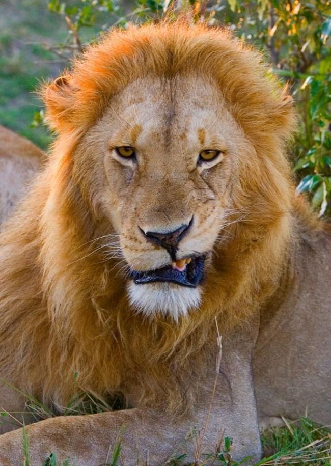 सबसे खूबसूरत शेर की छवि का सारांश