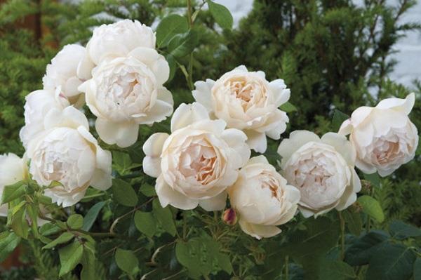 Koleksi gambar bunga mawar yang paling indah