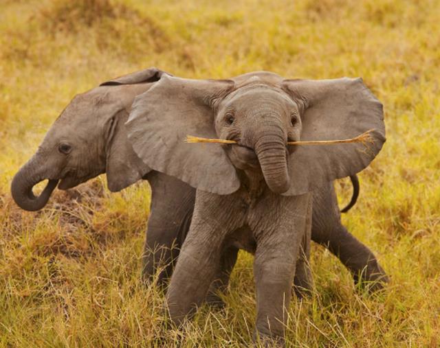 Samenvatting van de mooiste olifant