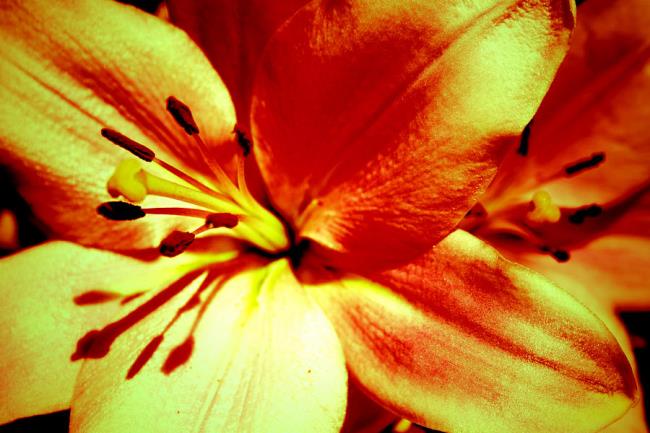 Podsumowanie najpiękniejszych żółtych lilii