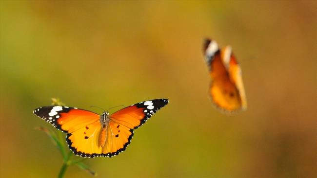 蝴蝶作為美麗壁紙的熱門圖片