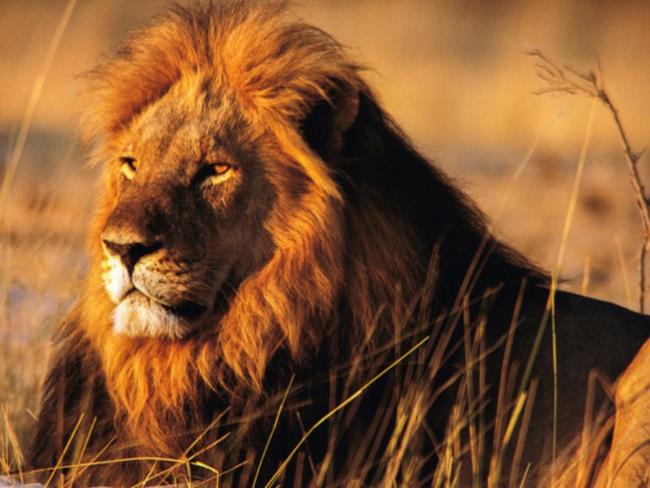 Краткое описание самого красивого изображения льва