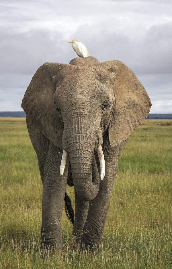 Ringkasan Gajah yang paling indah