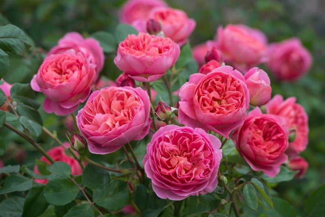 Collection d'images des plus belles roses