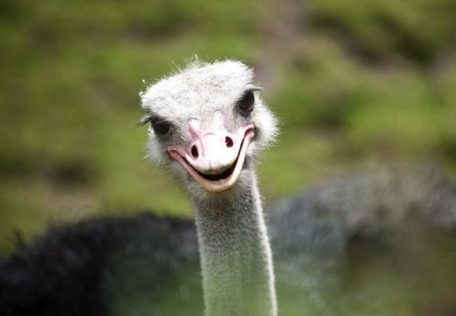 مجموعه ای از زیباترین تصاویر شتر مرغ
