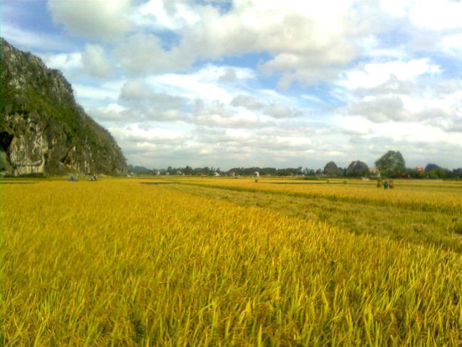 ملخص صور حقول الأرز الناضجة الجميلة