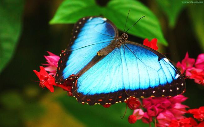 أفضل صور الفراشات كخلفيات جميلة
