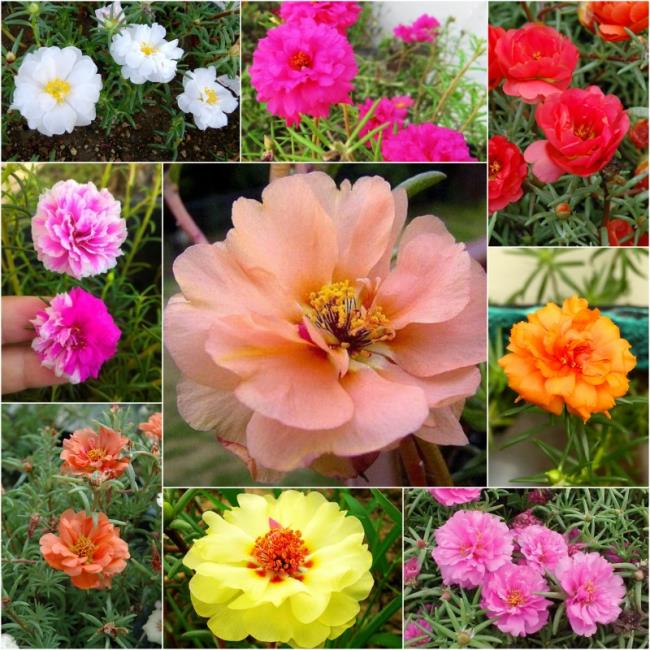 10の美しい花の写真