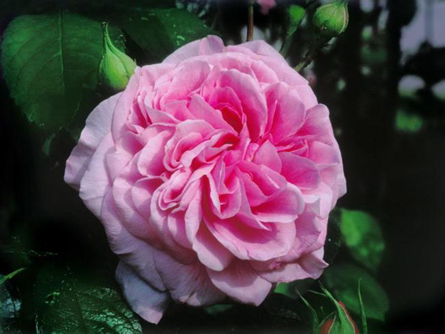 Collection d'images des plus belles roses
