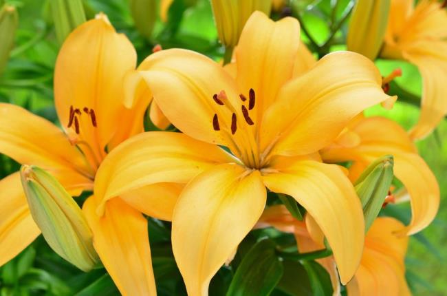Podsumowanie najpiękniejszych żółtych lilii