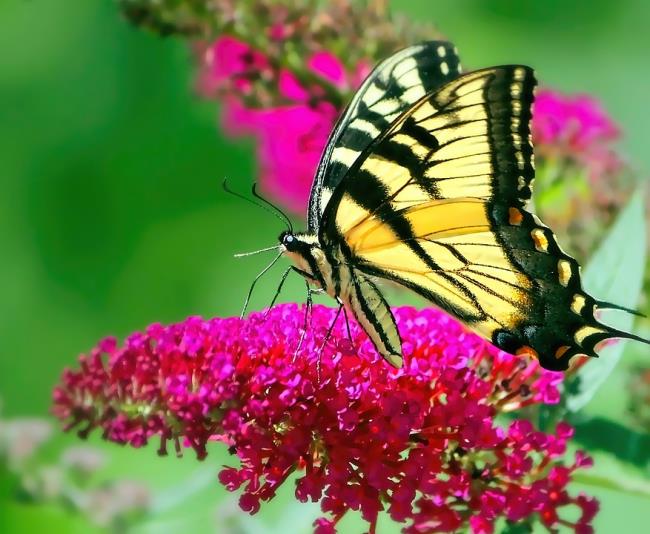 Las mejores imágenes de mariposas como hermosos fondos de pantalla