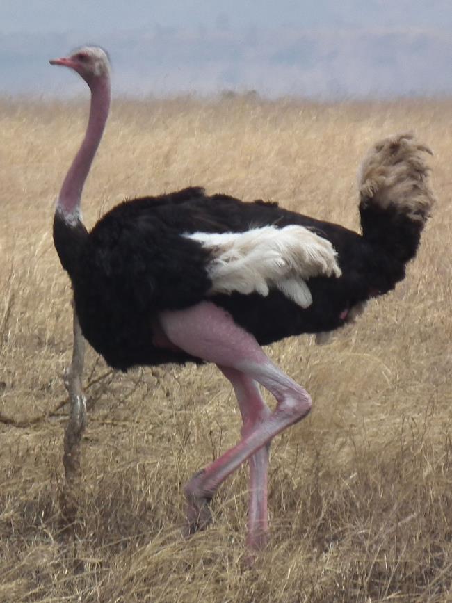 مجموعه ای از زیباترین تصاویر شتر مرغ