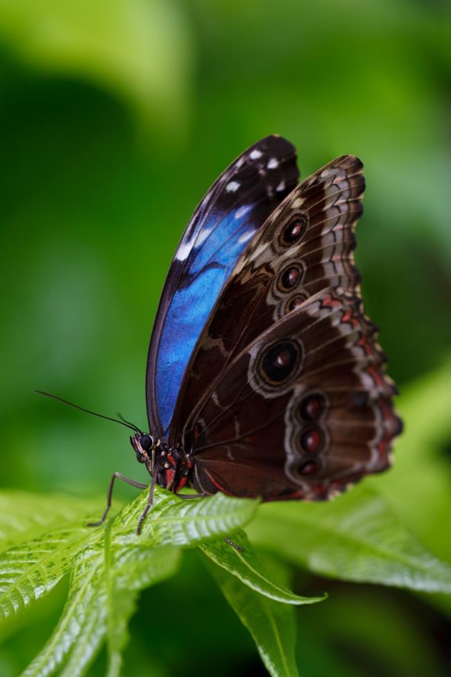 Principais imagens de borboletas como papéis de parede bonitos