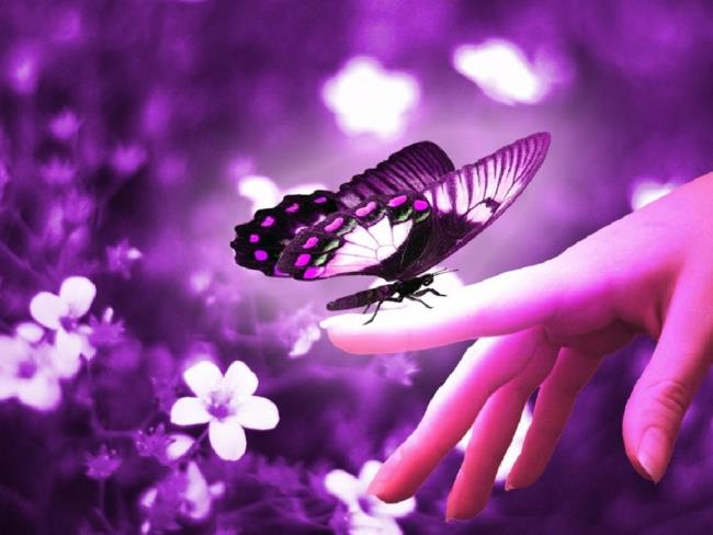 Gambar top kupu-kupu sebagai wallpaper indah