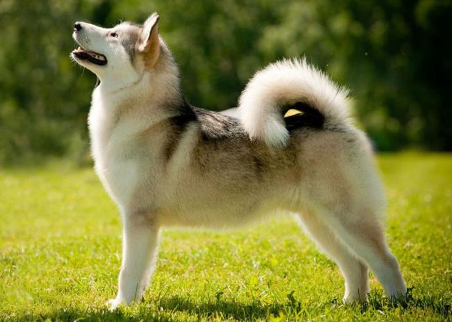 Sammlung der schönsten Alaska-Hundebilder