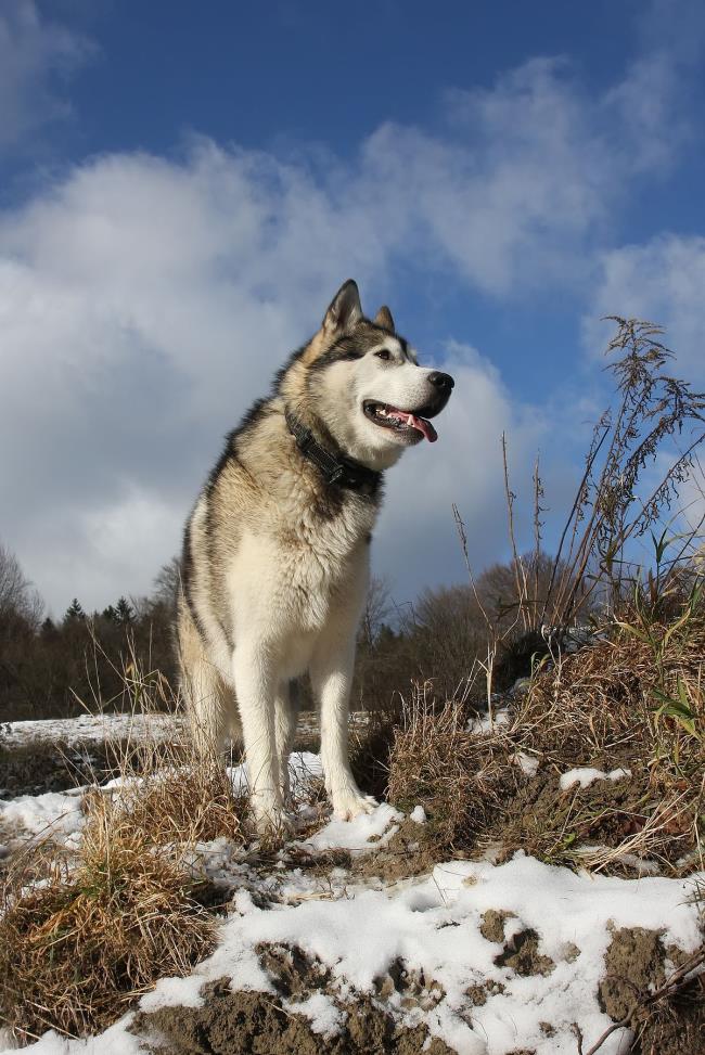 Koleksi gambar anjing Alaska yang paling indah
