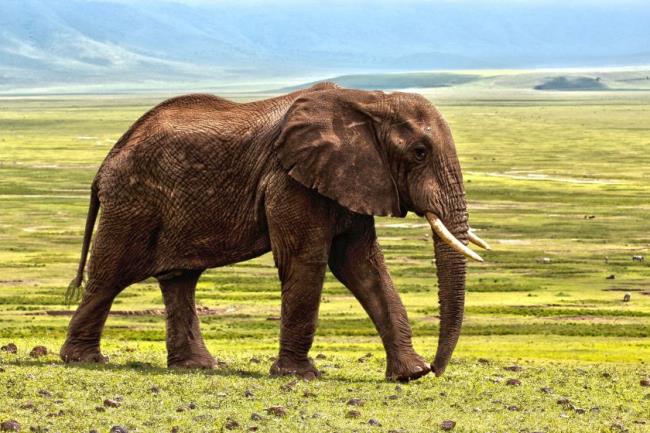 Summary of the most beautiful Elephant
