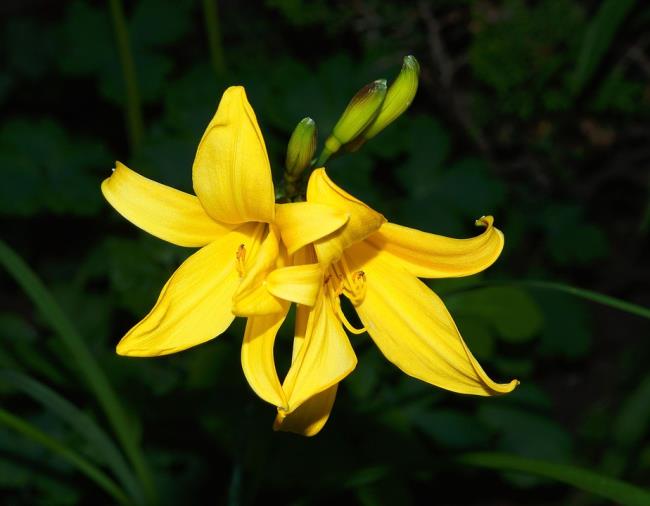 Summary of the most beautiful yellow lilies