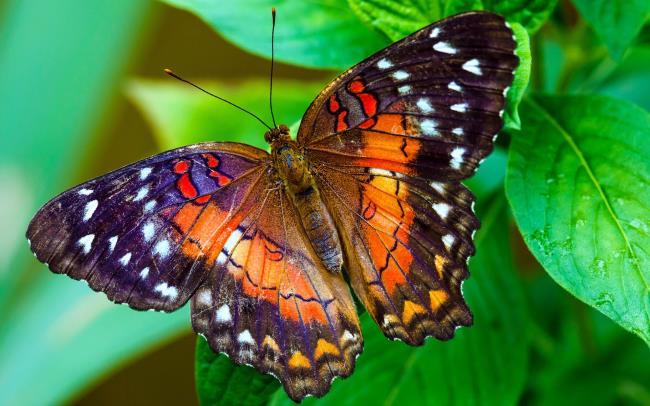 Top images de papillons comme beaux fonds d'écran