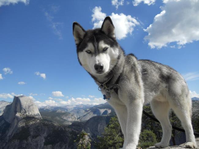 Collection of the most beautiful Alaska dog pictures