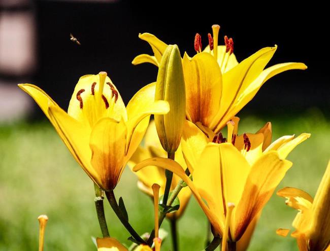 Summary of the most beautiful yellow lilies