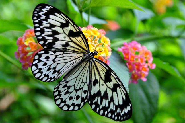Principais imagens de borboletas como papéis de parede bonitos