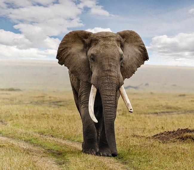 Zusammenfassung des schönsten Elefanten