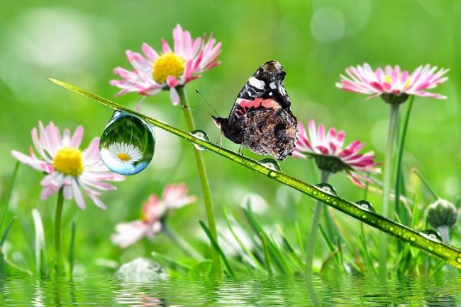 Las mejores imágenes de mariposas como hermosos fondos de pantalla