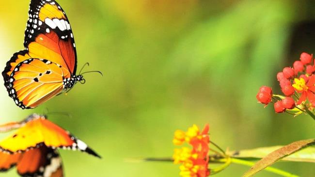 美しい壁紙としての蝶のトップ画像
