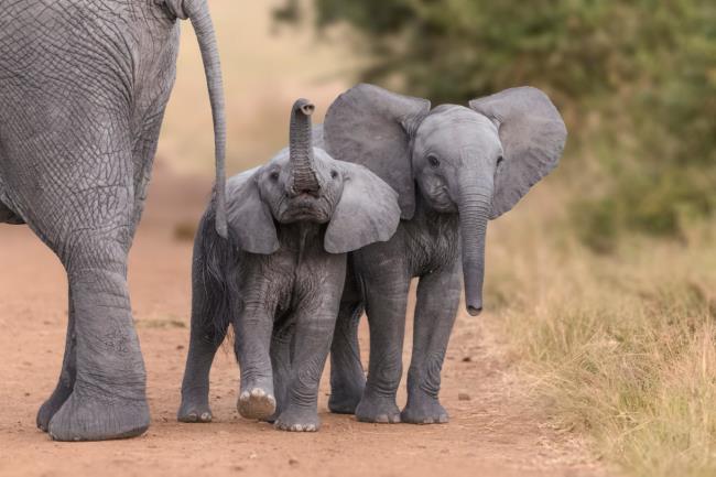 Ringkasan Gajah yang paling indah