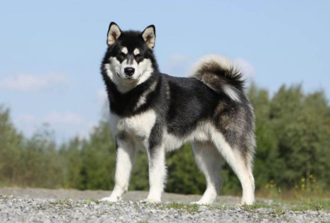 Коллекция самых красивых фотографий собак Аляски